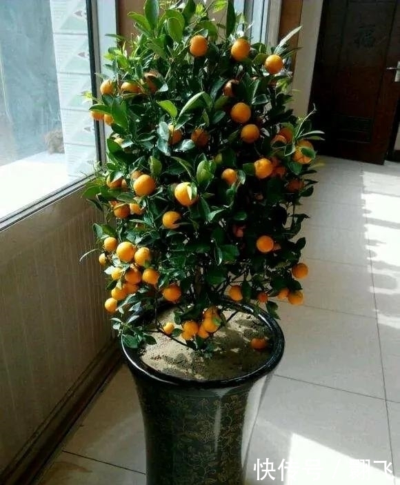 迎新春,这3种花必不可少,喜庆吉祥,过大节