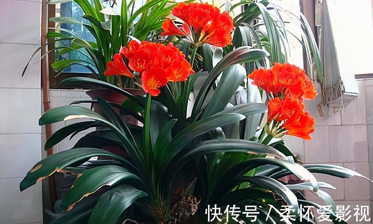 君子兰不出箭,1星期1勺零食,一盆开8朵,朵朵惊艳你