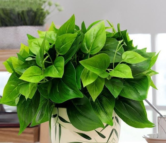 若想绿萝绿得霸气外露,盆里挖个洞放点“它”就行,新手学到了