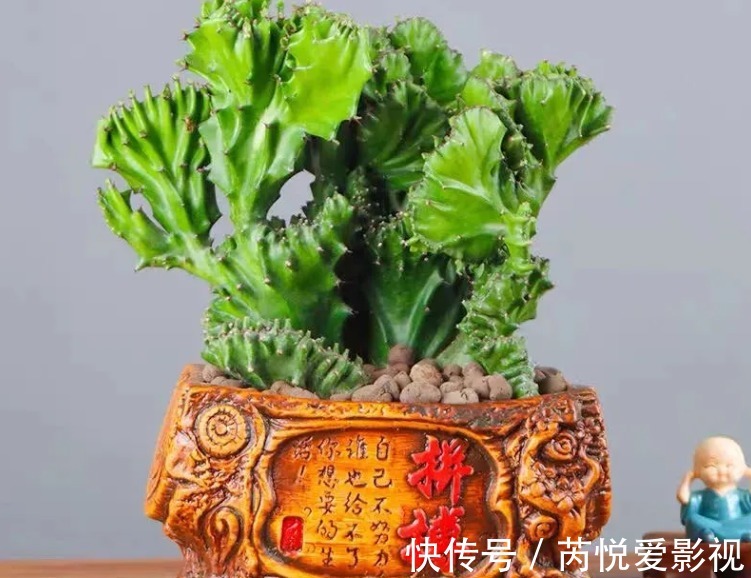 麒麟掌|建议爱花人：客厅养些“丑绿植”，好看是次要的，关键是寓意好