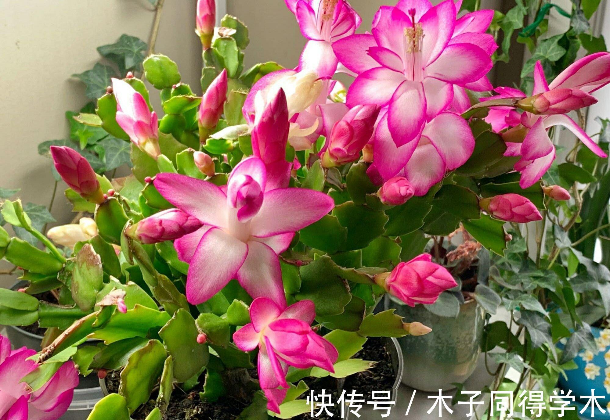 生根|立秋后，建议扦插6种花，温度适宜“利于”生根，成活率高
