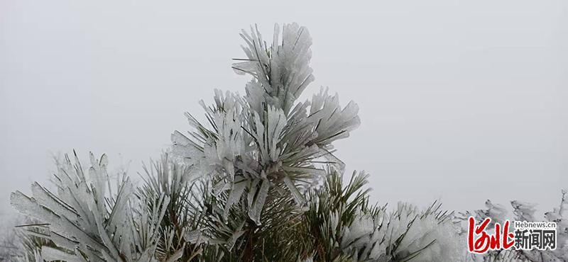 云顶|组图｜美翻了！河北平山驼梁云顶现雾凇景观