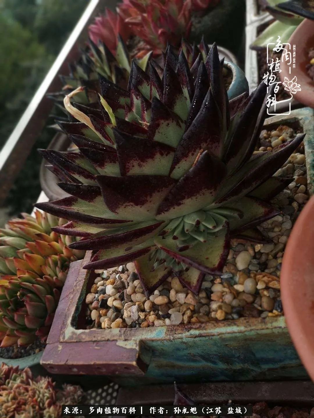 养多肉三年多九万里悟道,终归诗酒田园!