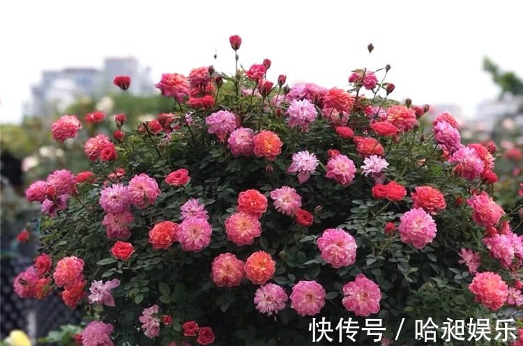 养月季,协调好3地方,月季越长越旺盛,一年四季花开不断!