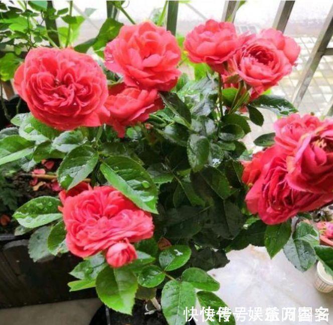 茶花|家里养花,就选4种耐旱花,好养又漂亮,开成小花海!