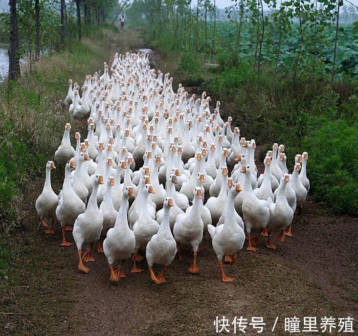 拉稀|鹅拉水样便怎么治鹅腹泻有什么解决办法