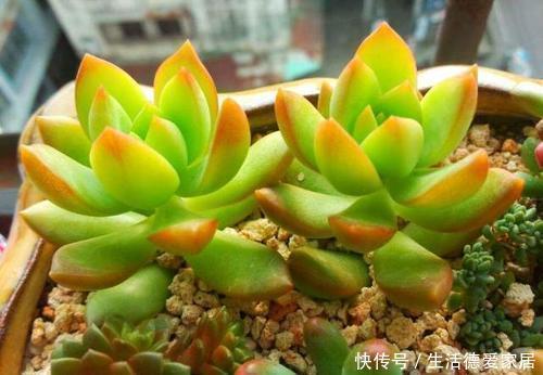 冬天养多肉,做好“2少1多”,照样长得美美哒!