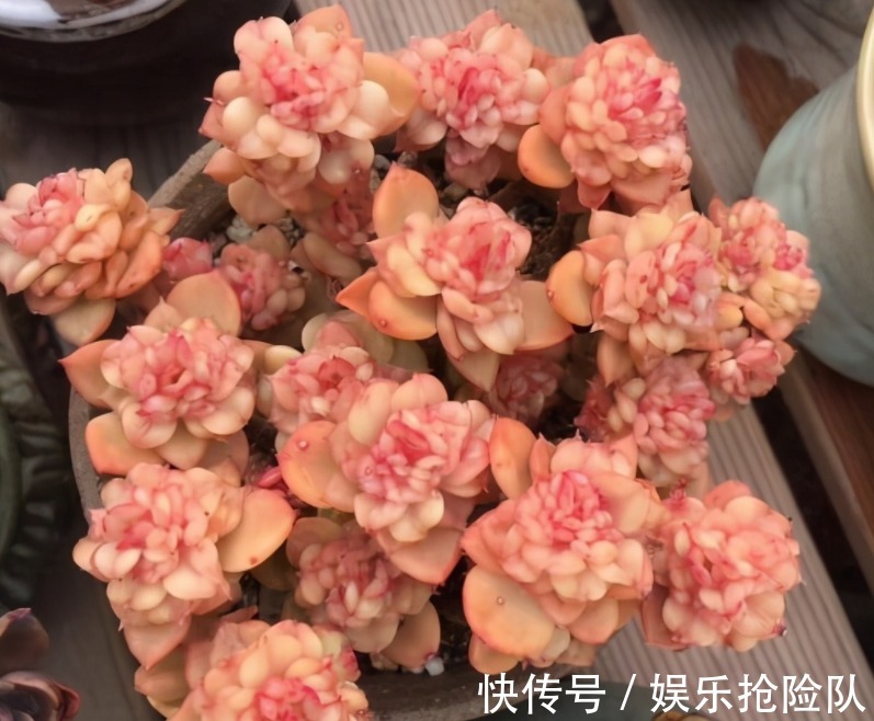 多肉|养多肉该如何预防和治疗黑腐病，逃离死亡结局？