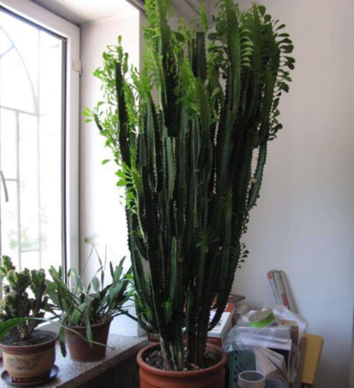 老花农都爱养的四大辟邪花卉,养一盆避邪镇宅,你家养了没