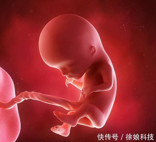 池川明|胎儿有宫内记忆？爸爸：4岁儿子的话让我流泪，早知应更重视胎教