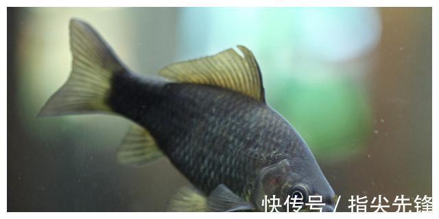 海绵宝宝|可用之处不多,但却使人渊博的23个有趣冷知识