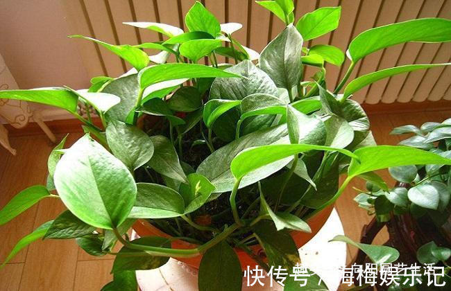 朋友说|俗话说,一棵绿萝七个鬼,位置要摆“对”,这4个地方可以参考