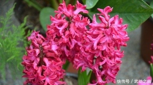 价值|这种花颜色鲜艳,花朵极大,欣赏价值极高,深受花迷们的青睐