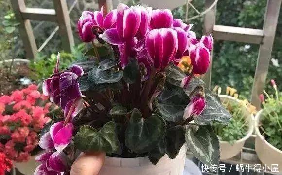 这几种花,哪怕干得打蔫,也不要往叶子喷水,否则只剩下花盆!