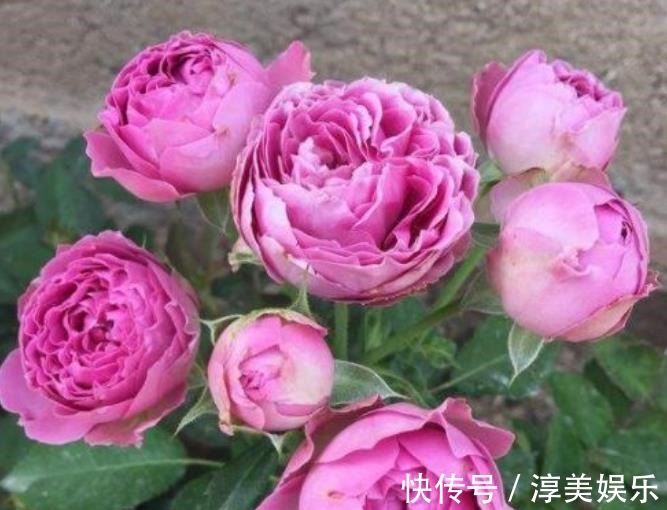 喜欢菊花，不如养盆“十大名菊”彩龙爪，犹如皇阿玛，花型奇特