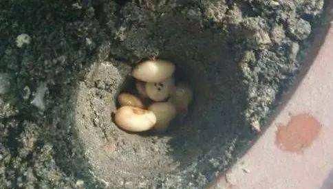 营养|它是“天然氮肥”,家家都有,养花埋盆里,营养有价值,养啥旺啥