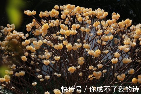 1种古老花卉，开花漂亮，花香浓郁，传言枝条打个结能实现愿望