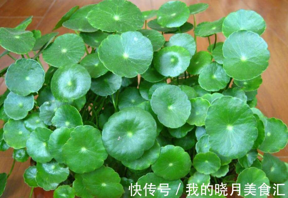 4种“招财花卉”,趁着年前安排上,寓意是真不错