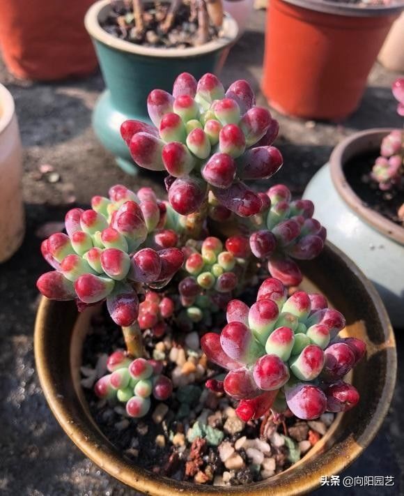 光合作用|秋天到了光照减弱，多肉搬到户外，昼夜温差大，容易出状态