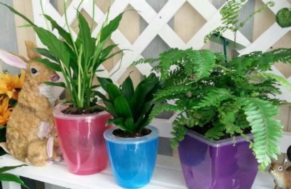 在此说说，多年养花使用过的“浇水”方法