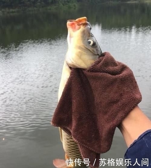 顿口|都说顿口中鱼率高,为啥浮漂却出不来顿口怎样才能调出顿口