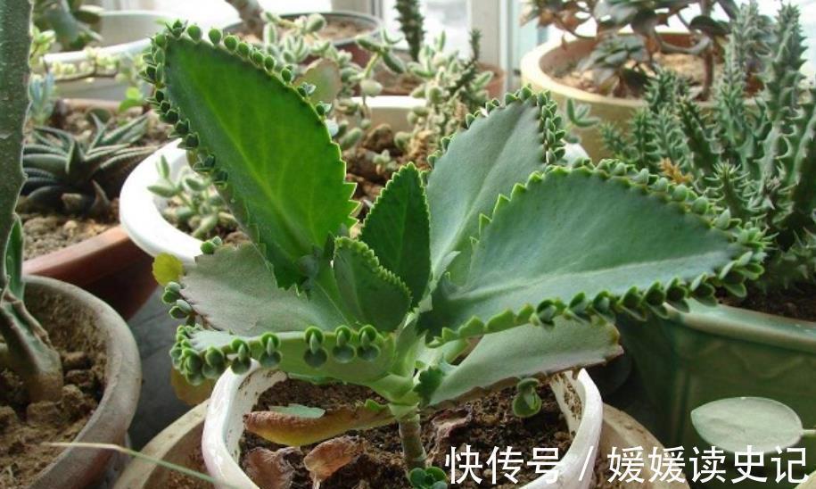 花卉|6种“养不死”的漂亮花，皮实好养真省心，新手随便一养就爆盆