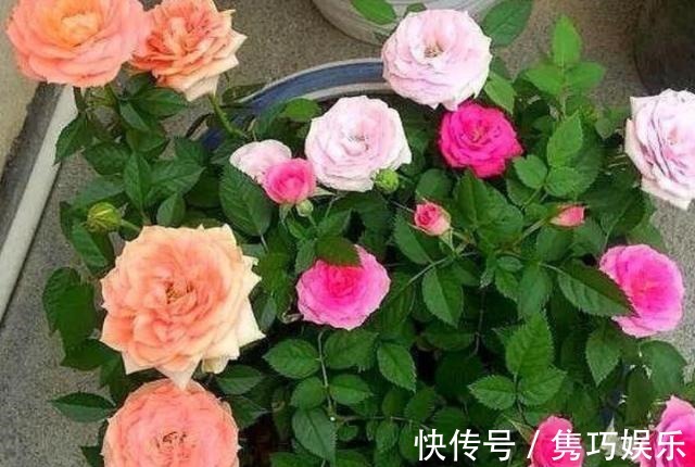 新手养花失败,大部分原因在于浇水不当!学会这3方法减少伤亡