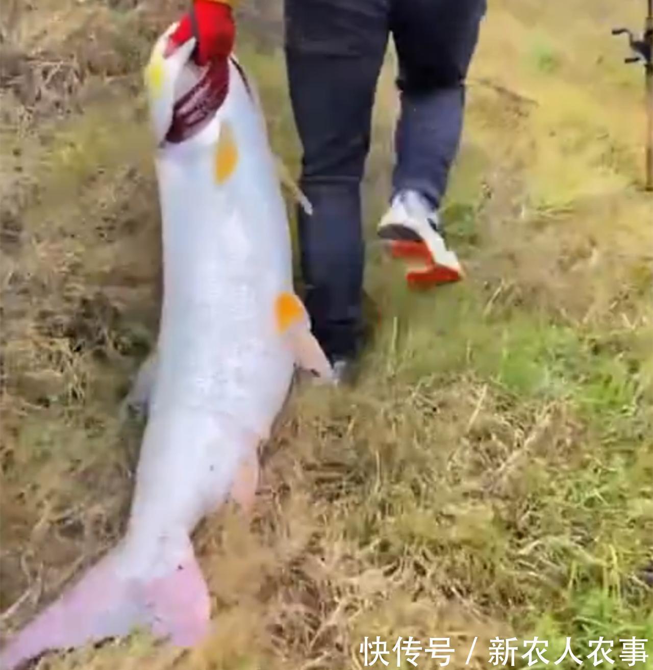 湖南一男子在湘江里野钓，意外收获58斤的大鱼，直接在地上拖着走