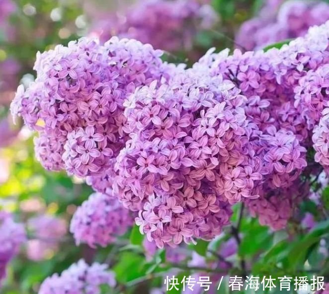 4种旺运花，吉祥添富贵，家养一盆，满屋飘香，比香水还好闻