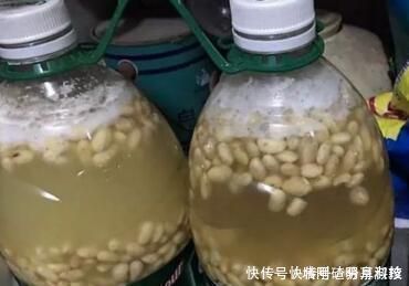 就可以|还在用花肥养花盆里埋10粒它,半年不用施肥,叶绿花又旺