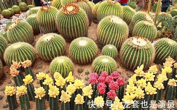 此花|农历十月十八小雪后,养什么花?家里养3种花,聚财旺运事业高升