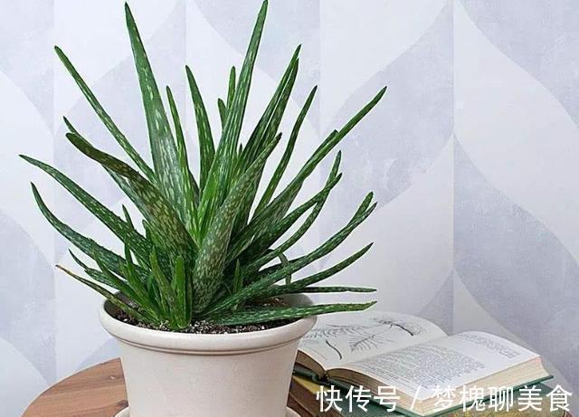 空气|卧室养花,就养几种“健康”花,空气清新促睡眠,一觉睡到大天亮