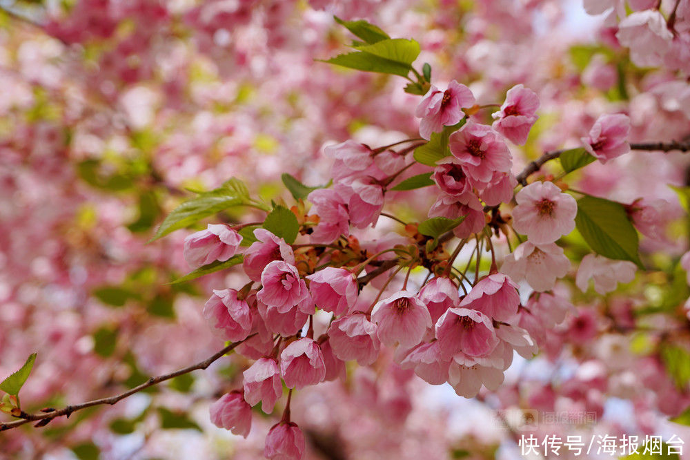 正是樱花浪漫时！烟台这儿的樱花大道美出圈了