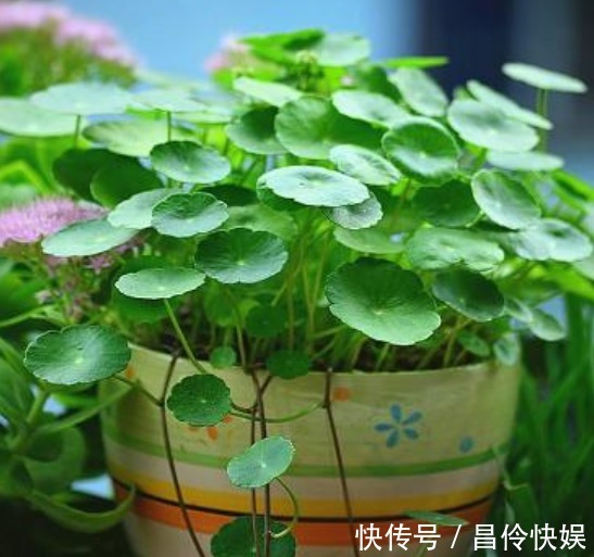 铜钱草生长“缓慢”，叶子太小用“1种水”猛浇，呼呼爆长！
