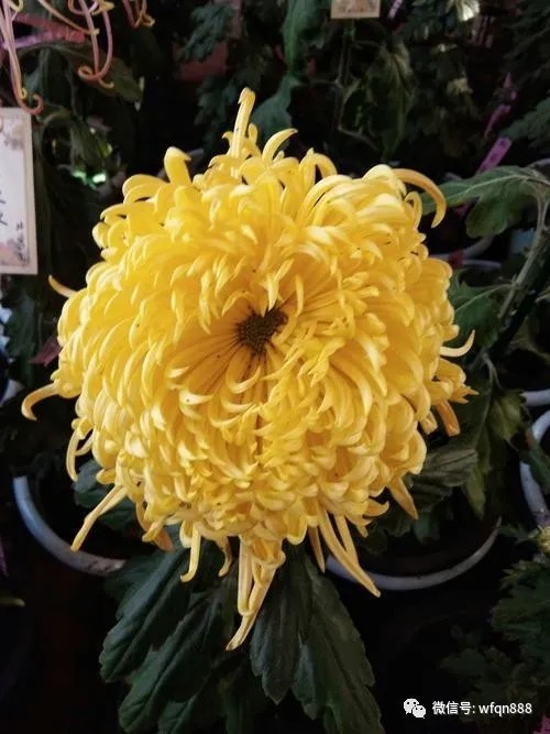 唐诗宋词鉴赏!国家灭亡后,南宋和尚坐着、躺着都朝南方,还写下一首诗以明心志