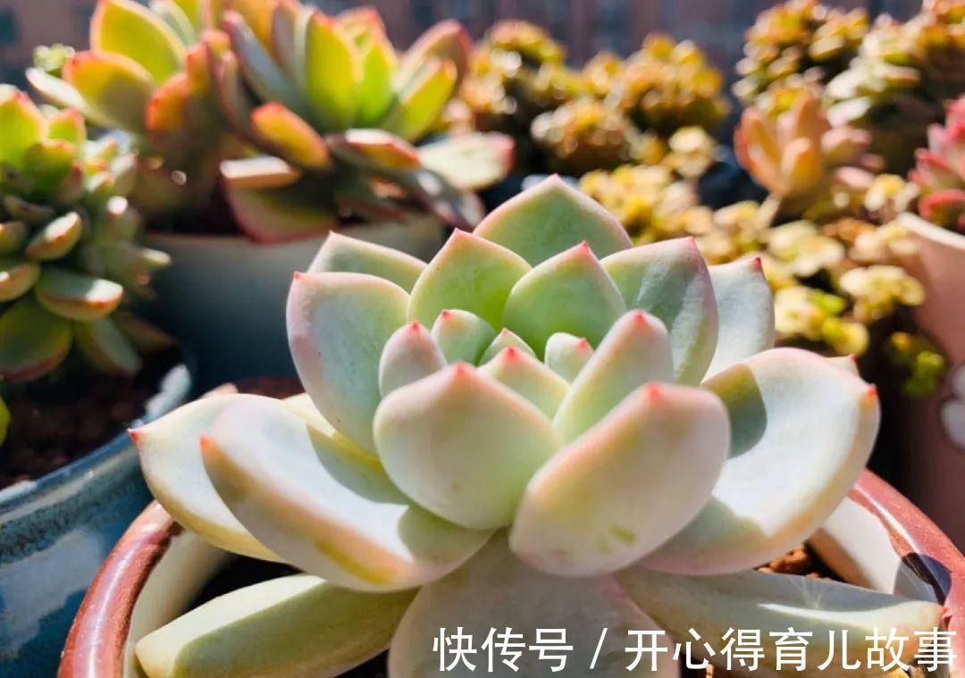 养花:这种多肉,是杂交的混血宝宝,你家有吗?