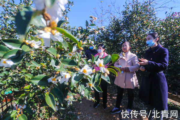 光山：油茶花开引客来