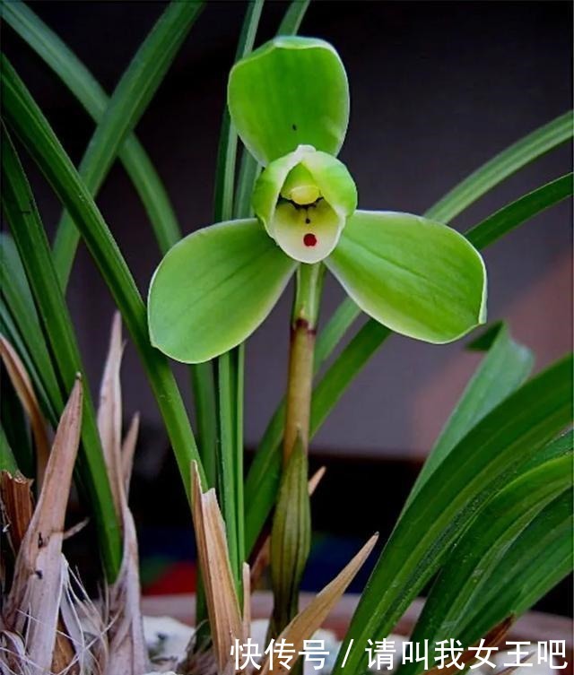 6种兰花,一开花香飘满屋,越养越值钱!6种兰花,一开花香飘满屋,越养越值钱!