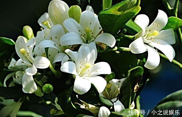  一年到头|4种花堪称花中仙子，一年到头都开花，花色绚丽超耀眼