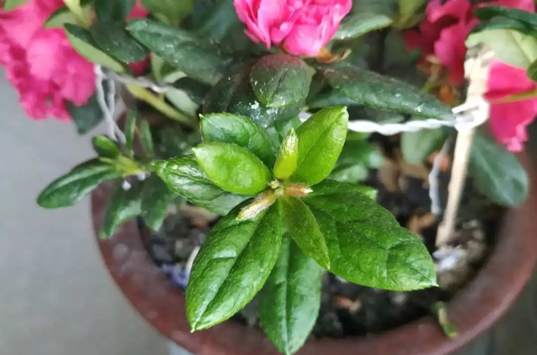 花养成光杆司令,别扔了、还有救,3天起死回生!