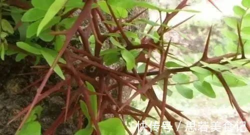 蔓荆子|一根皂角刺,治病大功效!4种妙用法,4大疾病,百治百效!