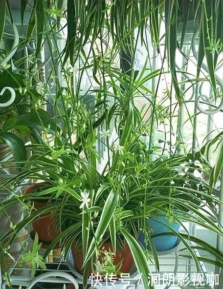 红薯|养5种花卉,没土就能活,“只浇水”嗖嗖爆盆,变成“绿窗帘”