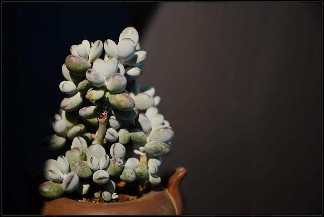 浇花|家里自制养花“肥水”，每半个月给花来一点，浇一浇就长得旺！