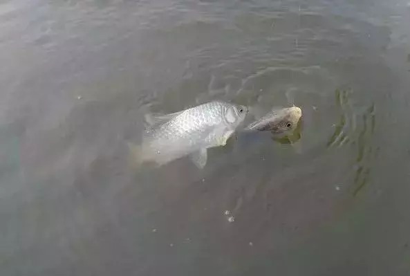 钓鱼打窝几个细节不可不注意些,新手总空竿,其实问题在这里