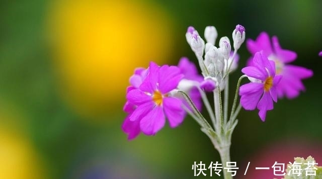 桃花运|11月中旬天赐良缘，桃花运道旺，爱情幸福，喜结连理的四大星座