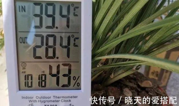 妙招|立秋天气还这么热，养兰花有没有避暑妙招？教你3招安全避暑