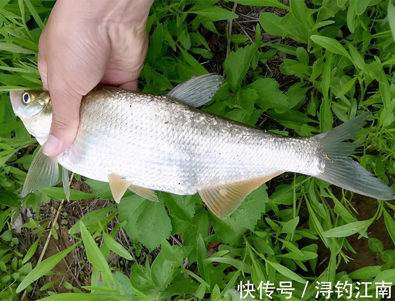 “白条老祖”!安徽一男子钓获“罕见”白条,和拖鞋一样长
