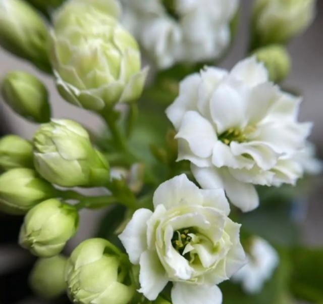 75个长寿花品种,一个比一个美,一起来认识一下吧!