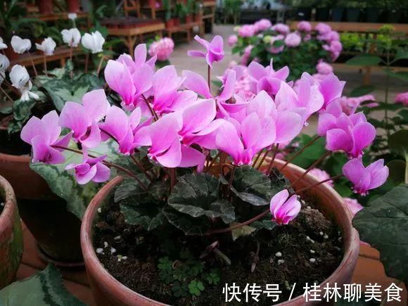 仙客来|4种花身材不大，花量却怪“吓人”，深秋花开一大片，美翻了