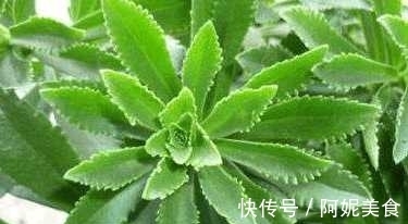 冠状动脉|农村人都在吃的野菜 具有降血脂改善冠状动脉循环的功效